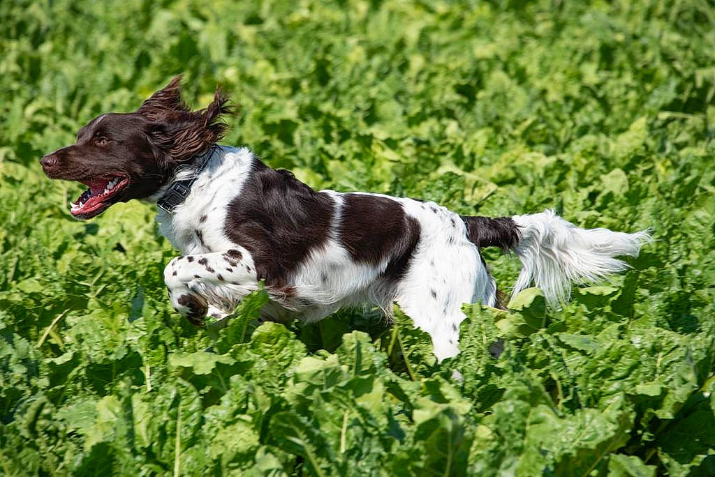 Orkan a rejoint le concours — aidez-le/la à gagner de superbes lots ! canidae, carnivore, dog, dog_breed, drentse_patrijshond, english_springer_spaniel, french_spaniel, german_longhaired_pointer, german_spaniel, large_munsterlander, mammal, old_danish_pointer, picardy_spaniel, pointing_breed, russian_spaniel, small_munsterlander, spaniel, sporting_group, stabyhoun, vertebrate