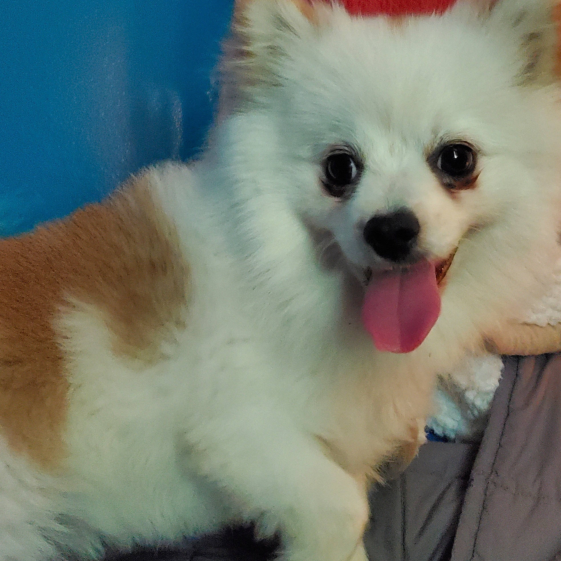 Snowball is registered to the contest to win money with this photo: canidae, carnivore, companion_dog, dog, dog_breed, german_spitz, german_spitz_klein, german_spitz_mittel, indian_spitz, japanese_spitz, mammal, nose, pomeranian, puppy, skin, snout, spitz, vertebrate, volpino_italiano, whiskers