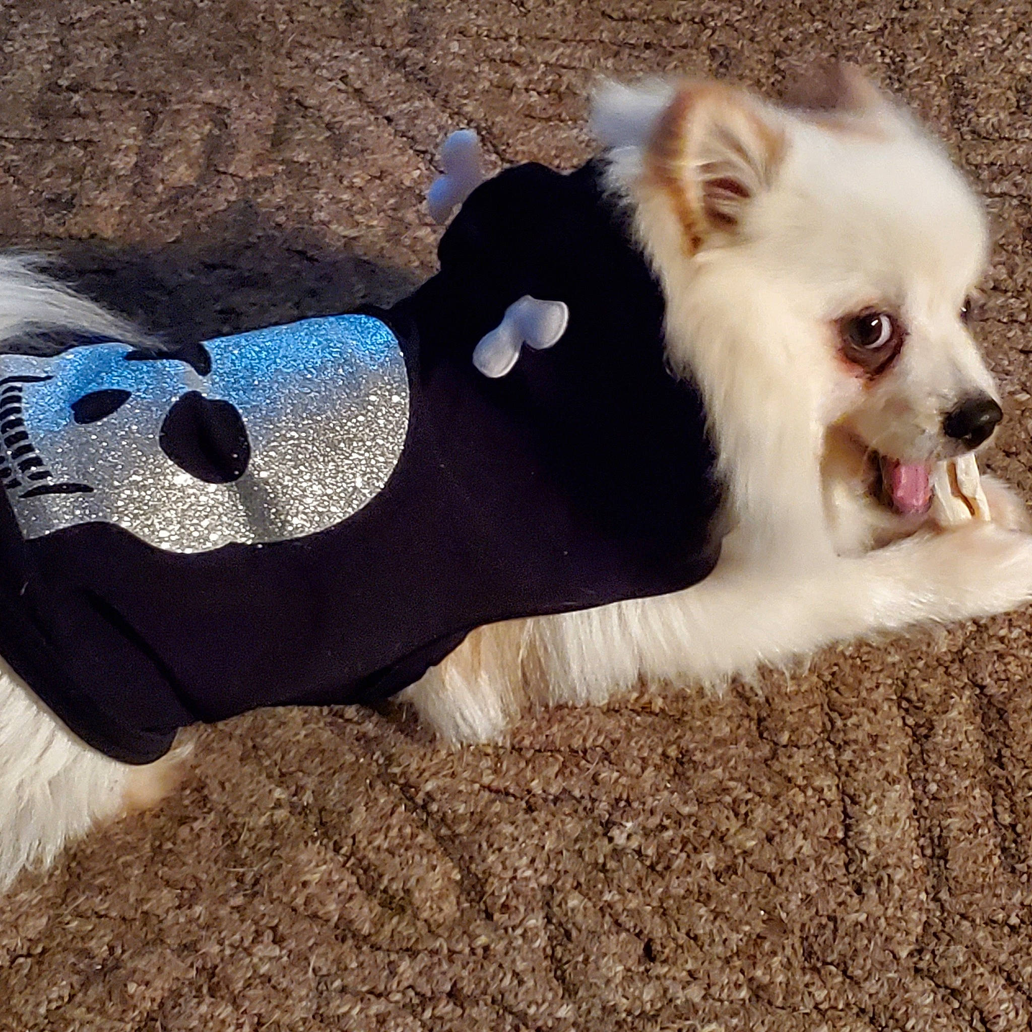 Snowball joined the competition — help win amazing prizes! canidae, carnivore, collar, companion_dog, design, dog, dog_breed, dog_clothes, dog_collar, dog_supply, ear, footwear, fur, leash, maltese, morkie, puppy, puppy_love, shoe, west_highland_white_terrier