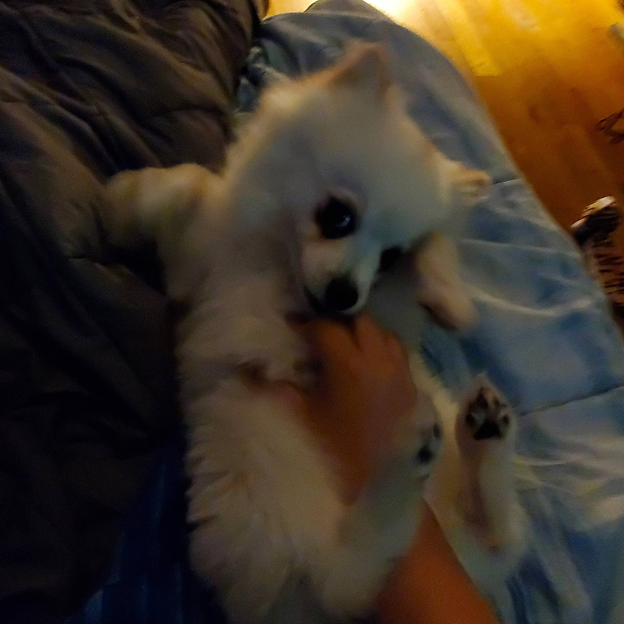 Snowball joined the competition — help win amazing prizes! american_eskimo_dog, canidae, carnivore, companion_dog, dog, dog_breed, german_spitz_mittel, japanese_spitz, mammal, non_sporting_group, pomeranian, puppy, spitz, volpino_italiano, whiskers