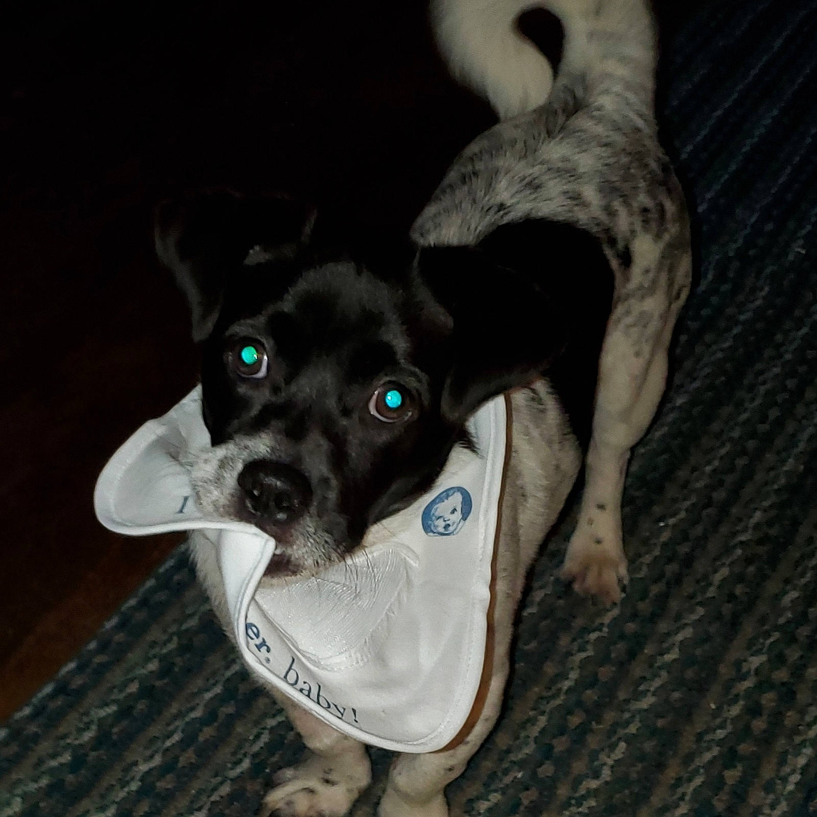 Ted is registered to the contest to win money with this photo: canidae, carnivore, companion_dog, danish_swedish_farmdog, dog, dog_breed, ear, feist, miniature_fox_terrier, pointer, puppy, rare_breed_dog, rat_terrier, ratonero_bodeguero_andaluz, sporting_group, teddy_roosevelt_terrier, tenterfield_terrier, toy_fox_terrier, treeing_feist