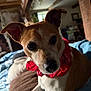 dog, pet, indoor, close_up, red_bandana, brown_and_white, blanket, cozy, wooden_beams, window, natural_light, furniture, resting, animal, cute, ears, face, nose, fur, portrait