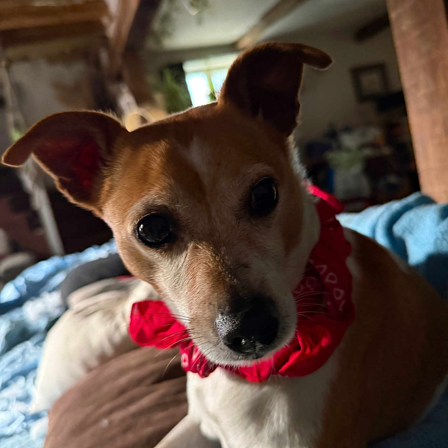 Chulo participe au concours pour gagner de l'argent avec cette photo : animal, blanket, brown_and_white, close_up, cozy, cute, dog, ears, face, fur, furniture, indoor, natural_light, nose, pet, portrait, red_bandana, resting, window, wooden_beams