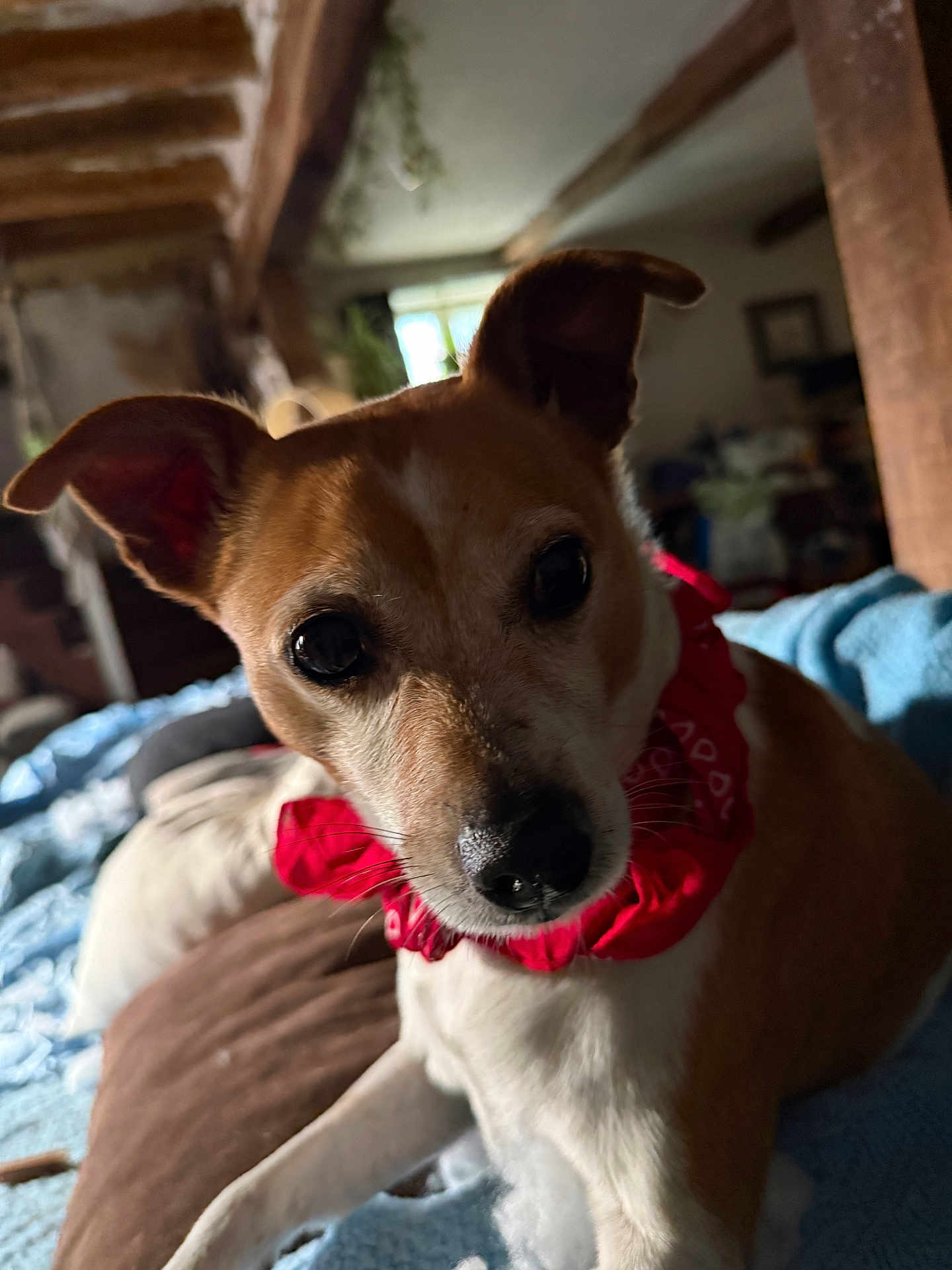 Chulo participe au concours pour gagner de l'argent avec cette photo : dog, pet, indoor, close_up, red_bandana, brown_and_white, blanket, cozy, wooden_beams, window, natural_light, furniture, resting, animal, cute, ears, face, nose, fur, portrait