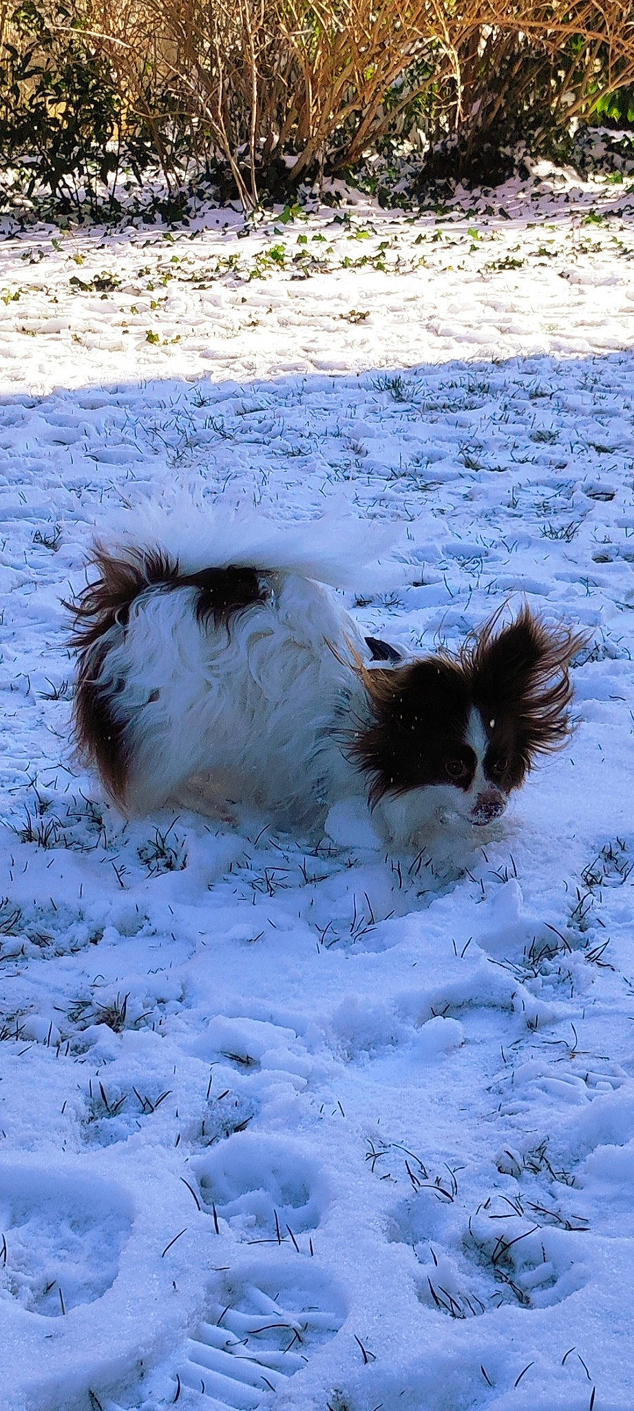Boulette a rejoint le concours — aidez-le/la à gagner de superbes lots ! canidae, carnivore, cat, dog_breed, felidae, freezing, fur, grass, mammal, small_to_medium_sized_cats, snow, snowman, tail, terrestrial_animal, vertebrate, whiskers, wildlife, winter