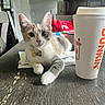 kitten, cat, calico, pet, table, coffee_cup, dunkin, indoor, furniture, collar, name_tag, curious, wooden_table, domestic, animal, cute, relaxed, close_up, household, young_cat