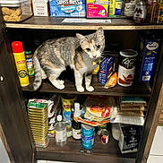 Saige is registered to the contest to win money with this photo: cat, pantry, shelf, food, container, can, box, bottle, tile_floor, curious, pet, indoor, storage, spices, snacks, package, kitchen, animal, domestic, curiosity