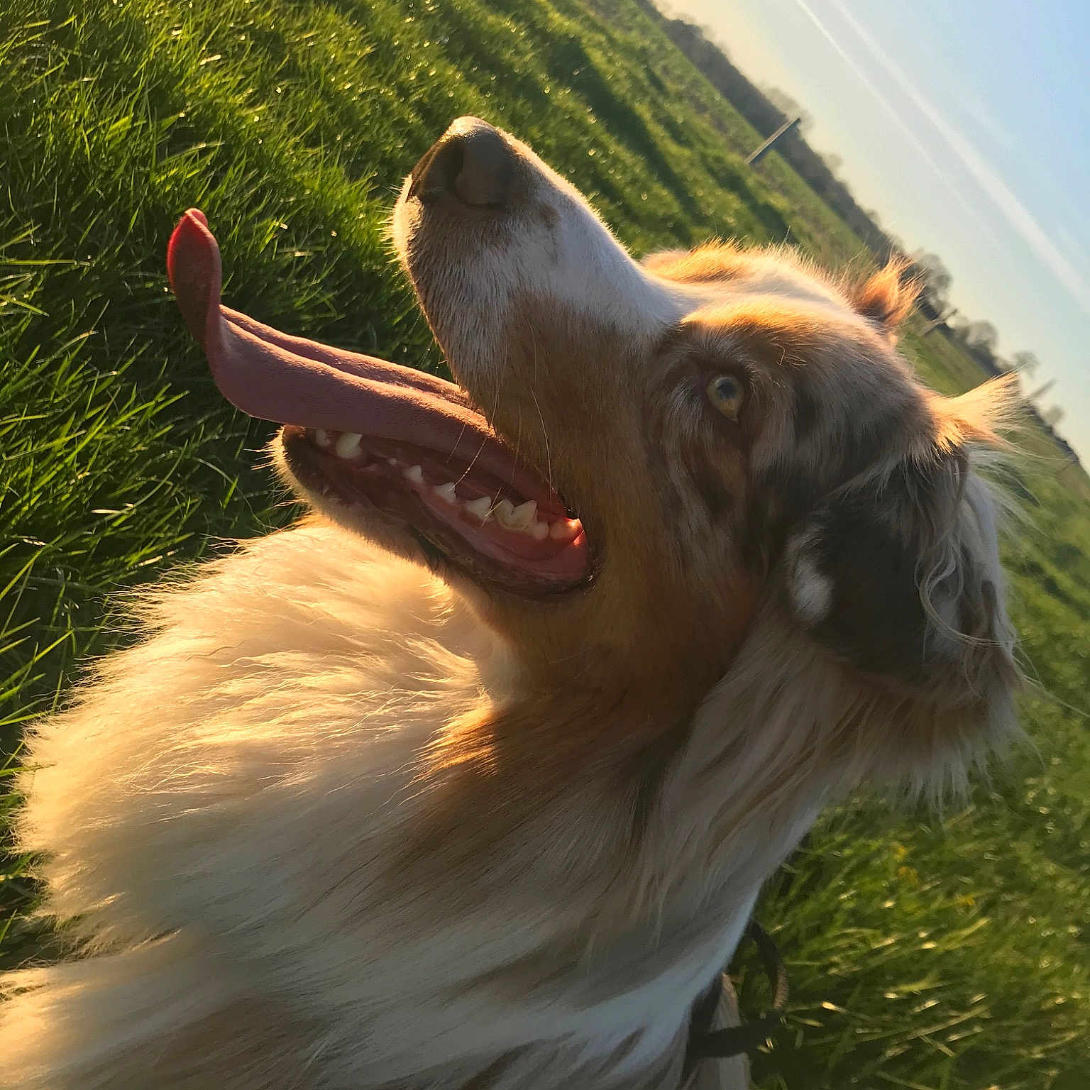Neyko