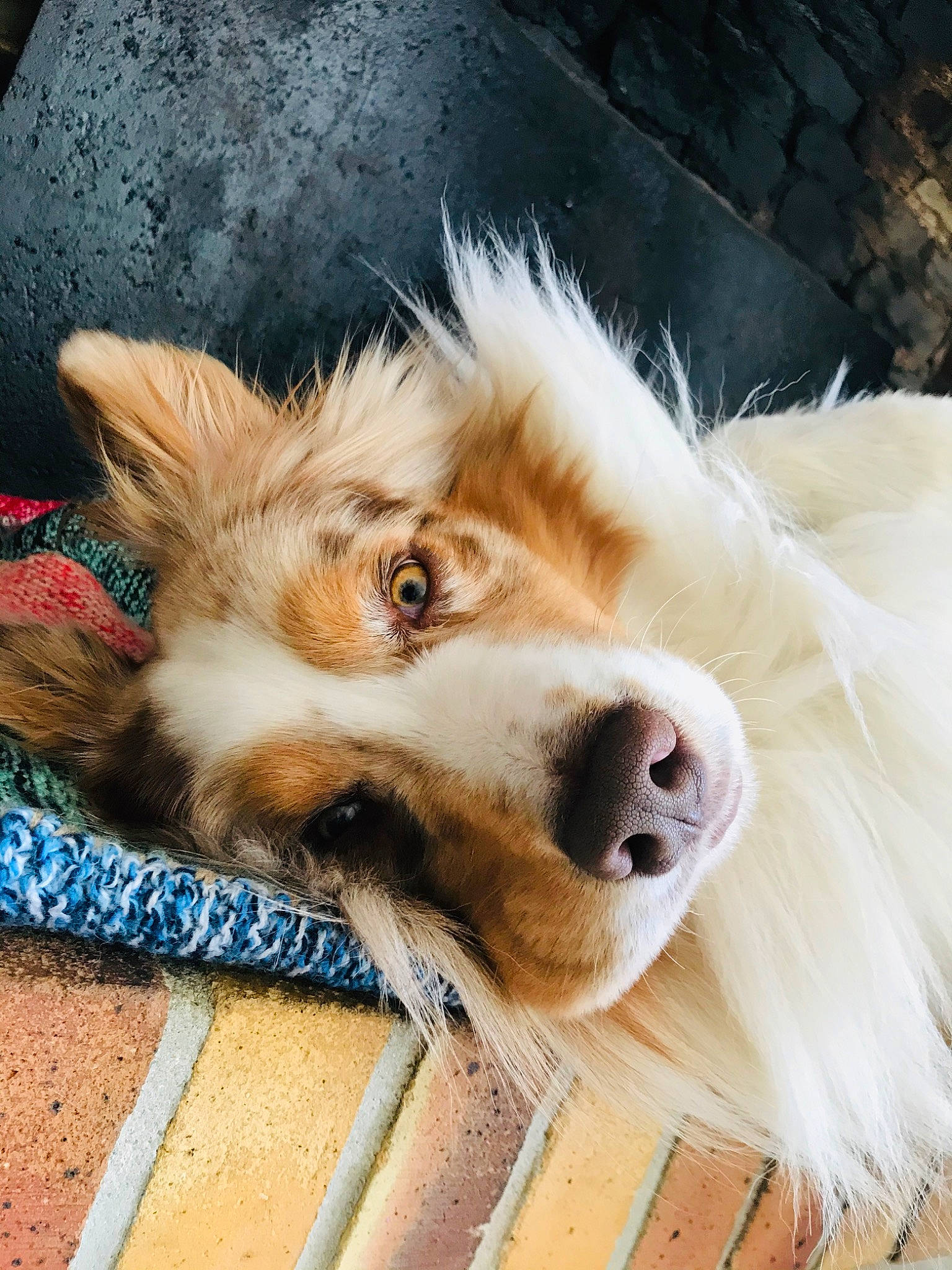 Neyko participe au concours pour gagner de l'argent avec cette photo : australian_shepherd, canidae, carnivore, companion_dog, dog, dog_breed, fur, mammal, nose, snout, sporting_group, whiskers