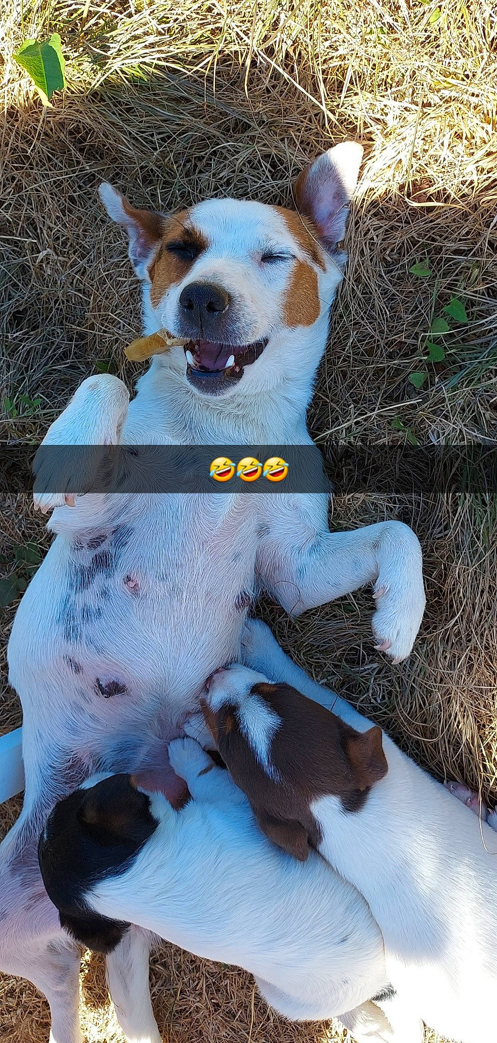 Poupée participe au concours pour gagner de l'argent avec cette photo : canidae, carnivore, collar, companion_dog, dog, dog_breed, dog_collar, dog_supply, fawn, fur, grass, mammal, paw, photo_caption, snout, sporting_group, tail, terrier, vertebrate, working_animal