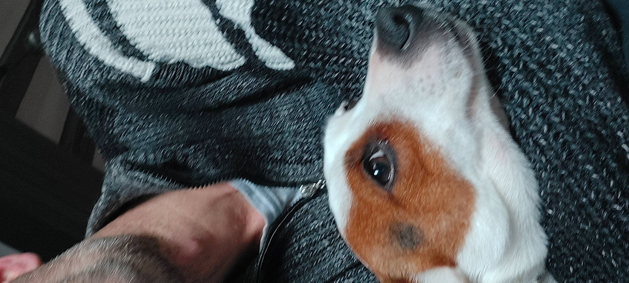 Poupée participe au concours pour gagner de l'argent avec cette photo : canidae, carnivore, comfort, companion_dog, dog, dog_breed, ear, eyelash, fawn, fur, gesture, linens, liver, pattern, paw, rabbit, snout, sporting_group, whiskers, working_animal