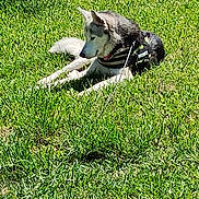 Aleu is registered to the contest to win money with this photo: dog, husky, security_harness, grass, outdoor, pet, animal, canine, lying_down, sunlight, nature, guard, leash, fur, daytime, ears, tail, muzzle, watchful, relaxed