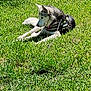 dog, husky, security_harness, grass, outdoor, pet, animal, canine, lying_down, sunlight, nature, guard, leash, fur, daytime, ears, tail, muzzle, watchful, relaxed