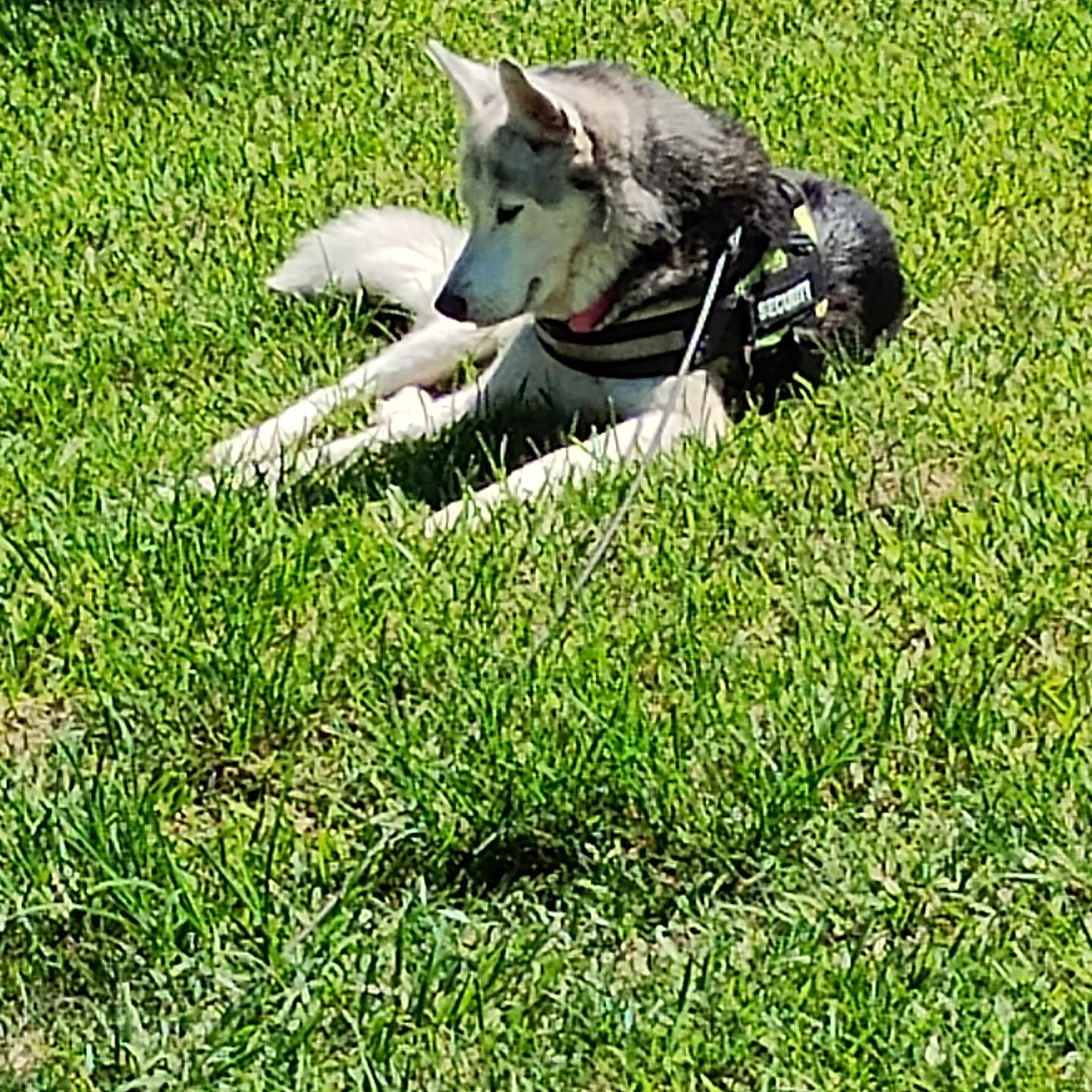 Aleu