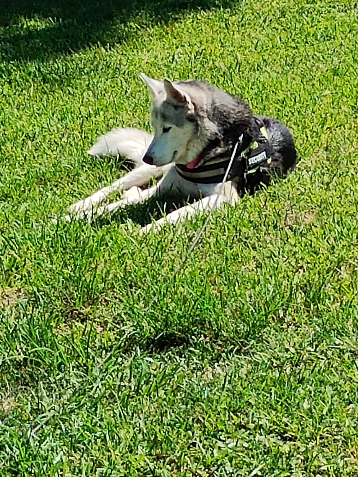Aleu is registered to the contest to win money with this photo: dog, husky, security_harness, grass, outdoor, pet, animal, canine, lying_down, sunlight, nature, guard, leash, fur, daytime, ears, tail, muzzle, watchful, relaxed