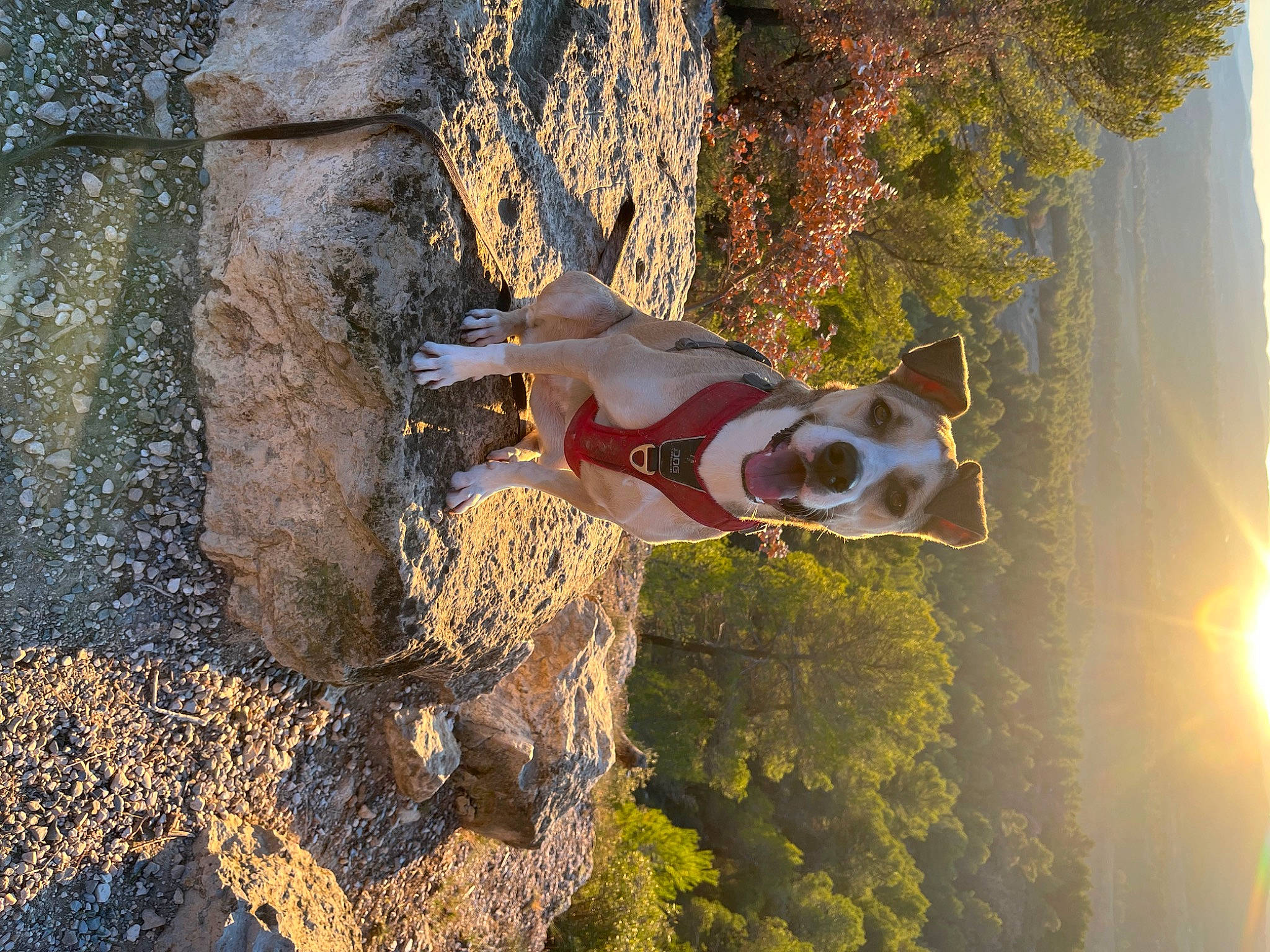 Baïa a rejoint le concours — aidez-le/la à gagner de superbes lots ! adventure, bedrock, canidae, carnivore, dog, dog_breed, fawn, landscape, leisure, lens_flare, light, people_in_nature, plant, recreation, sky, sporting_group, sunlight, tree, trunk, wood