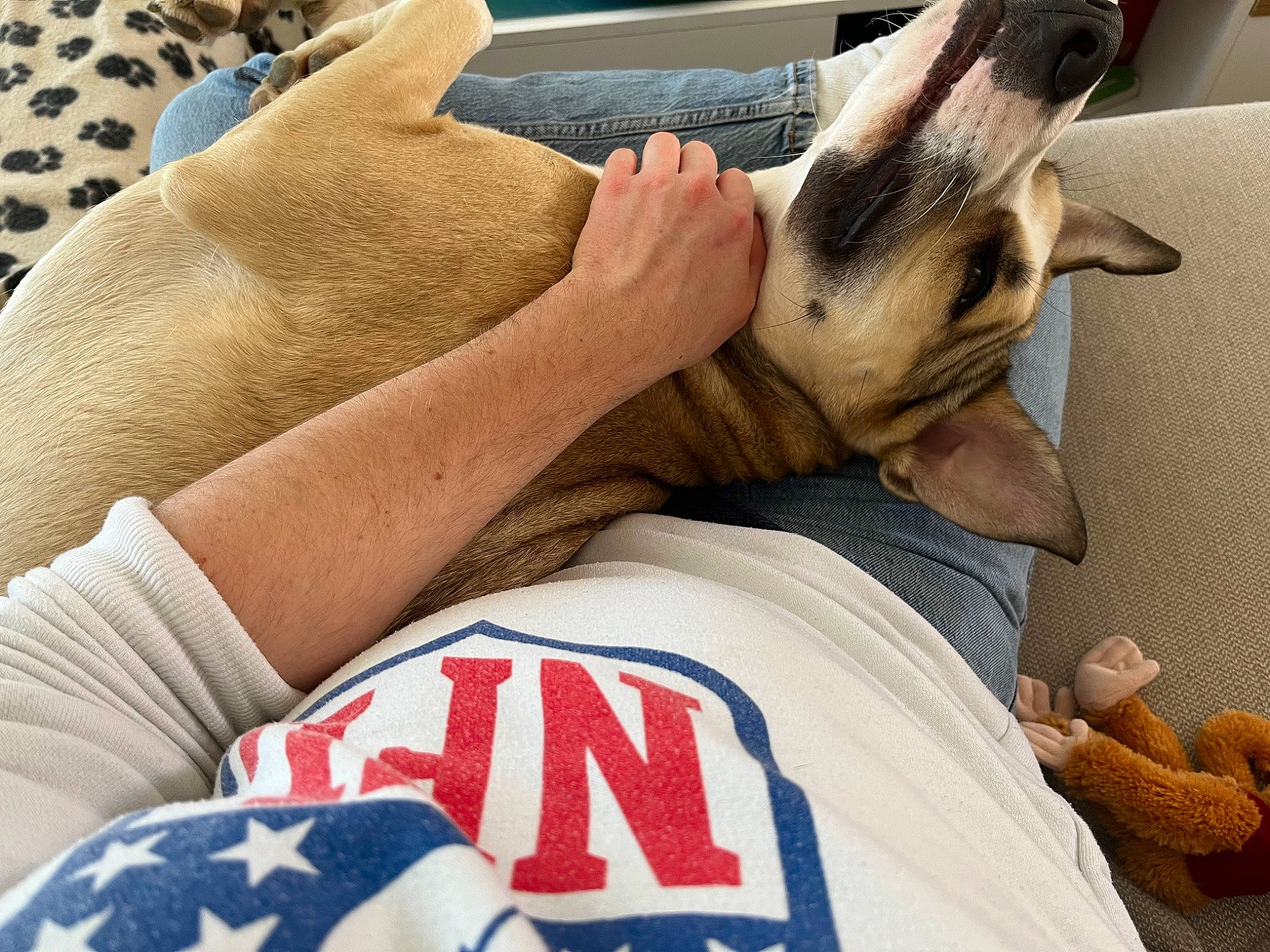 Baïa participe au concours pour gagner de l'argent avec cette photo : comfort, companion_dog, dog, elbow, fawn, felidae, finger, foot, gesture, hand, human_leg, knee, leg, linens, nail, sportswear, t_shirt, thigh, thumb, wrist