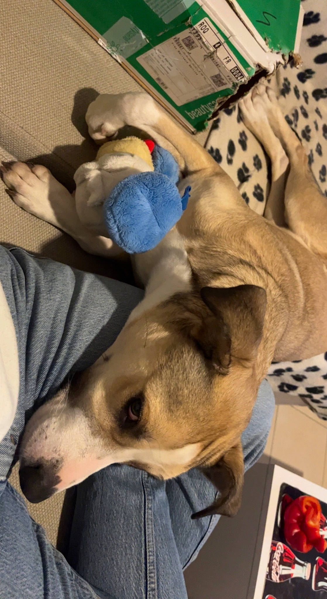 Baïa participe au concours pour gagner de l'argent avec cette photo : bed, canidae, carnivore, collar, comfort, companion_dog, dog, dog_breed, dog_supply, fawn, fur, linens, magyar_agar, mammal, rampur_greyhound, sighthound, snout, sporting_group, whiskers, working_animal