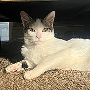 Pip is registered to the contest to win money with this photo: animal, carpet, cat, cute, domestic, ears, face, feline, fur, gray, indoor, lying_down, mammal, paw, pet, relaxed, resting, sunlight, whiskers, white