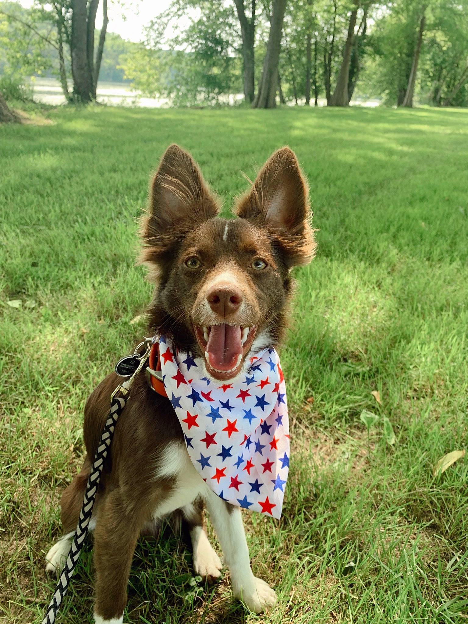 Boone is registered to the contest to win money with this photo: canidae, carnivore, collar, companion_dog, dog, dog_breed, dog_supply, fawn, grass, green, herding_dog, lawn, leash, plant, snout, sporting_group, tail, tree, whiskers, working_animal