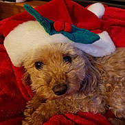 Mazy joined the competition — help win amazing prizes! dog, pet, canine, fur, curly_fur, christmas_hat, holiday, red_blanket, cozy, cute, animal, indoor, close_up, face, eyes, nose, resting, soft_texture, warm, festive