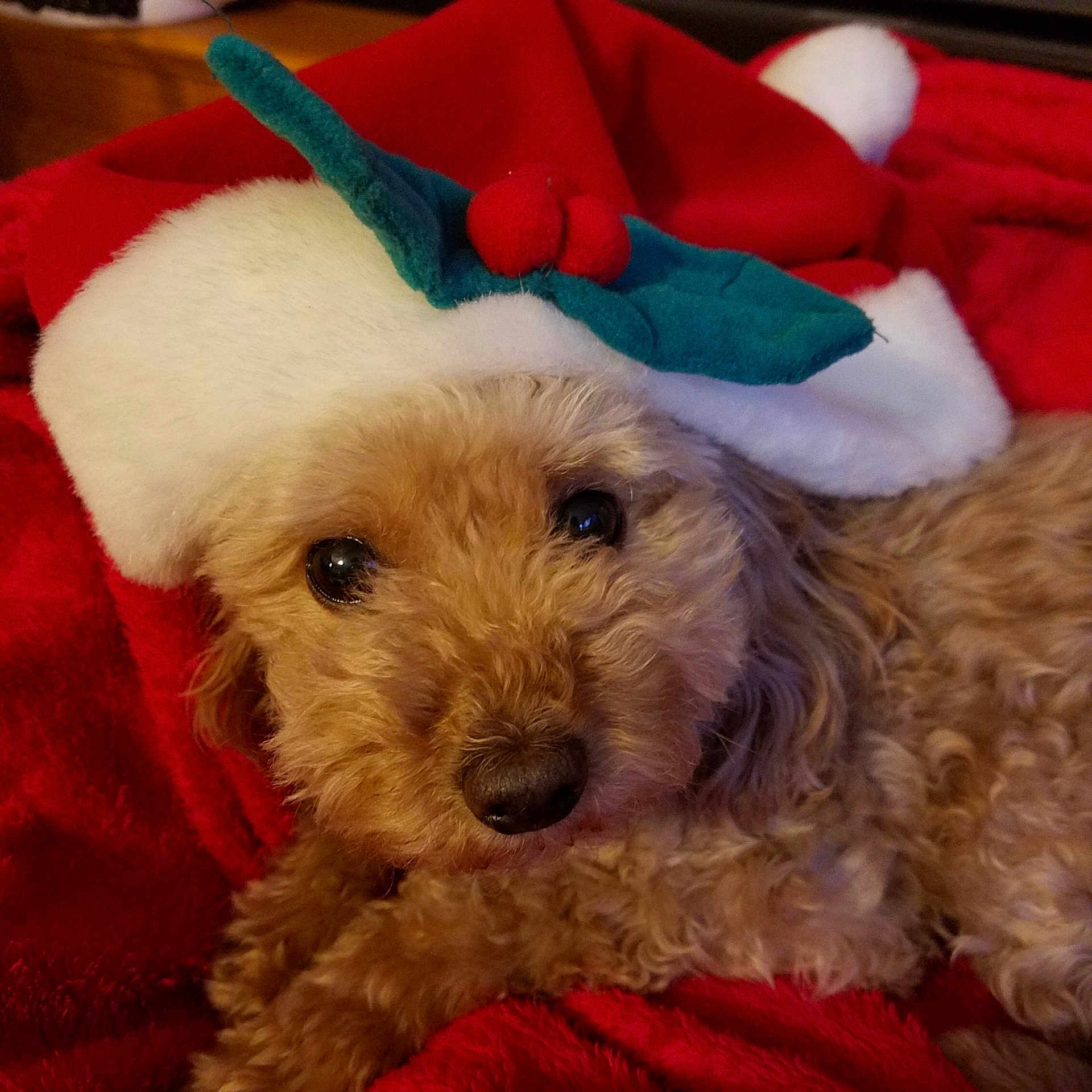 Mazy joined the competition — help win amazing prizes! dog, pet, canine, fur, curly_fur, christmas_hat, holiday, red_blanket, cozy, cute, animal, indoor, close_up, face, eyes, nose, resting, soft_texture, warm, festive