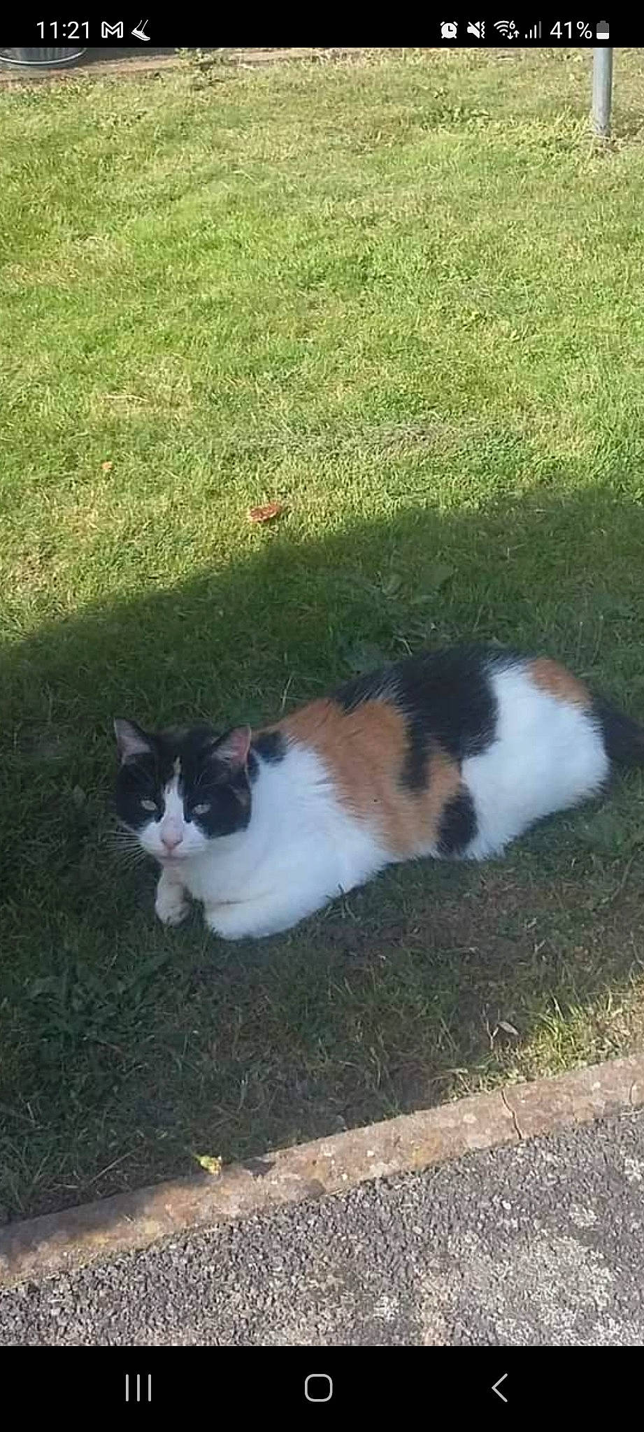 Poppy joined the competition — help win amazing prizes! art, asphalt, carnivore, cat, domestic_short_haired_cat, eye, felidae, flooring, fur, grass, groundcover, plant, road_surface, shadow, sitting, small_to_medium_sized_cats, tail, whiskers