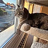 Volt a rejoint le concours — aidez-le/la à gagner de superbes lots ! cat, cat_tree, cozy, daylight, feline, fur, glass, home, house, indoor, looking, neighborhood, pet, quiet, reflection, relaxing, sunlight, toy, warm, window