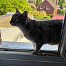 Volt participe au concours pour gagner de l'argent avec cette photo : animal, brick_wall, cat, curious, daylight, domestic_cat, feline, gray_tabby, greenery, house, looking_out, outdoor, pet, red_house, side_profile, sunny_day, tree, window_frame, window_screen, windowsill