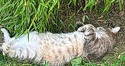 Volt a rejoint le concours — aidez-le/la à gagner de superbes lots ! animal, bamboo, cat, feline, flora, fur, garden, grass, greenery, leaves, lying_down, nature, outdoor, peaceful, pet, relaxed, resting, summer, sunlight, wildlife