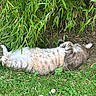 animal, bamboo, cat, feline, flora, fur, garden, grass, greenery, leaves, lying_down, nature, outdoor, peaceful, pet, relaxed, resting, summer, sunlight, wildlife