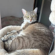 Volt participe au concours pour gagner de l'argent avec cette photo : animal, bed, cat, closeup, comfort, cozy, curious, ears, feline, fur, home, indoor, looking_at_camera, pet, quilt, relaxed, soft_lighting, tabby_cat, tail, whiskers