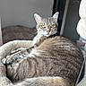 animal, bed, cat, closeup, comfort, cozy, curious, ears, feline, fur, home, indoor, looking_at_camera, pet, quilt, relaxed, soft_lighting, tabby_cat, tail, whiskers