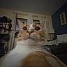 Beaker is registered to the contest to win money with this photo: cat, orange_cat, white_cat, pet, indoor, close_up, wide_eyes, whiskers, feline, curious, living_room, couch, lamp, curtain, window, home, cozy, furniture, portrait, animal
