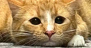 Beaker joined the competition — help win amazing prizes! cat, orange_tabby, laser_dot, whiskers, close_up, pet, animal, fur, indoor, focused, playful, eyes, nose, paw, resting, curious, texture, floor, cute, domestic_cat