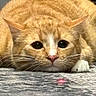 cat, orange_tabby, laser_dot, whiskers, close_up, pet, animal, fur, indoor, focused, playful, eyes, nose, paw, resting, curious, texture, floor, cute, domestic_cat