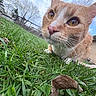 Beaker joined the competition — help win amazing prizes! cat, orange_cat, white_cat, grass, outdoor, close_up, animal, pet, whiskers, pink_nose, greenery, sky, clouds, yard, fence, tree, curious, nature, daylight, brick_house