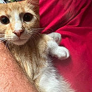 Beaker joined the competition — help win amazing prizes! cat, orange_cat, white_fur, close_up, pet, animal, whiskers, paw, curious_eyes, snuggling, human_arm, red_fabric, indoor, feline, cute, looking_at_camera, fur, domestic_animal, relaxed, cozy