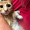 cat, orange_cat, white_fur, close_up, pet, animal, whiskers, paw, curious_eyes, snuggling, human_arm, red_fabric, indoor, feline, cute, looking_at_camera, fur, domestic_animal, relaxed, cozy