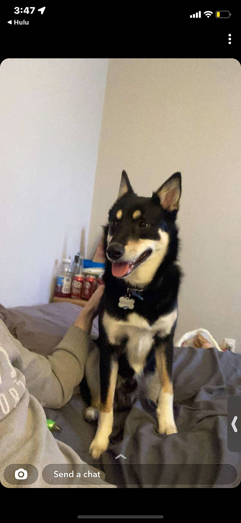 Yoshi is registered to the contest to win money with this photo: canidae, carnivore, comfort, companion_dog, dog, dog_breed, fur, mammal, non_sporting_group, room, sitting, sporting_group, tail, terrestrial_animal, working_animal, working_dog