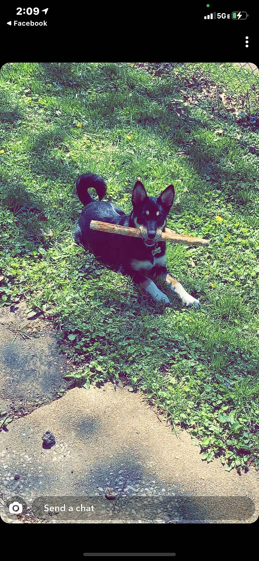 Yoshi joined the competition — help win amazing prizes! canidae, carmine, carnivore, companion_dog, dog, dog_breed, dog_supply, fawn, grass, groundcover, lawn, plant, shadow, shrub, snout, soil, sporting_group, tail, terrestrial_animal, working_animal