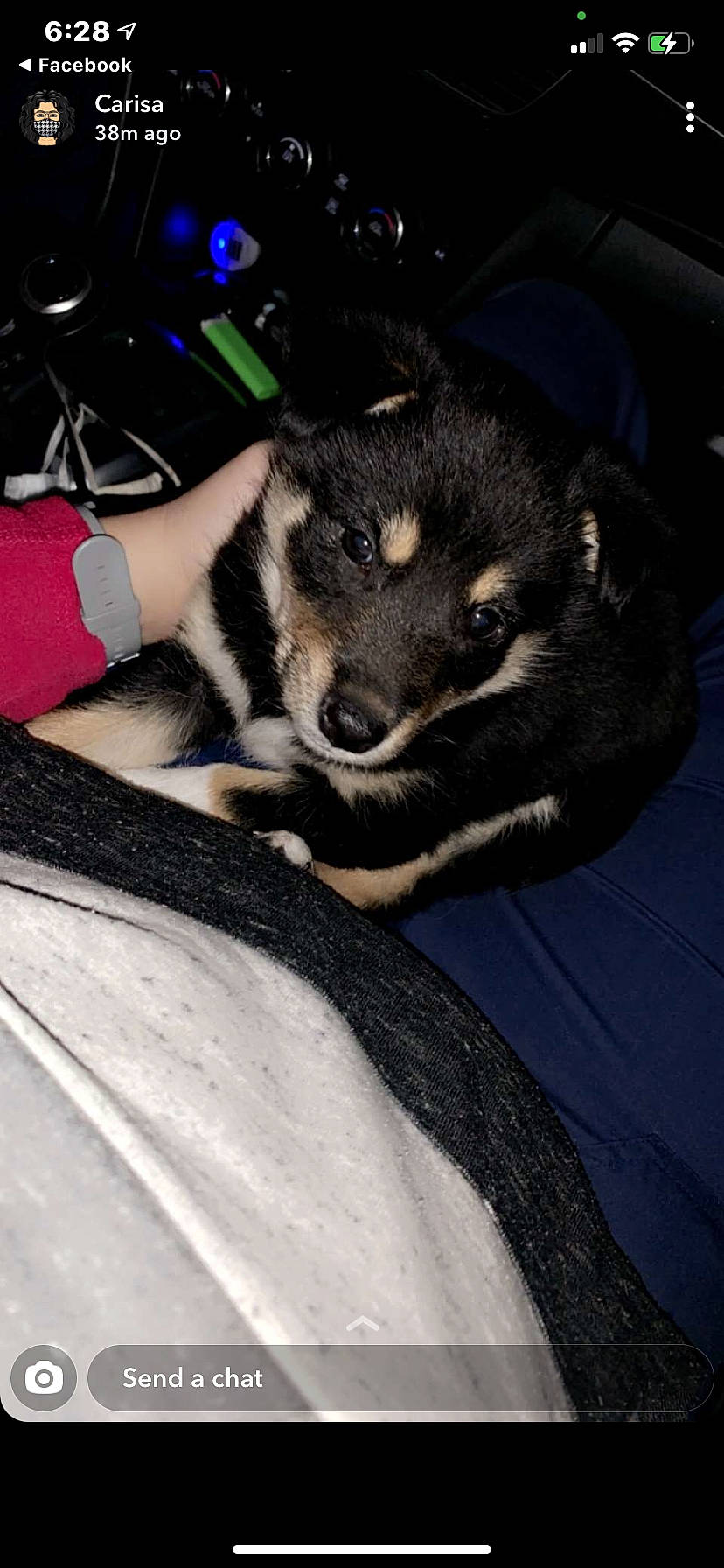 Yoshi is registered to the contest to win money with this photo: canidae, canis, carnivore, comfort, companion_dog, dog, dog_breed, electric_blue, fur, paw, sitting, snout, sporting_group, terrestrial_animal, working_animal, working_dog