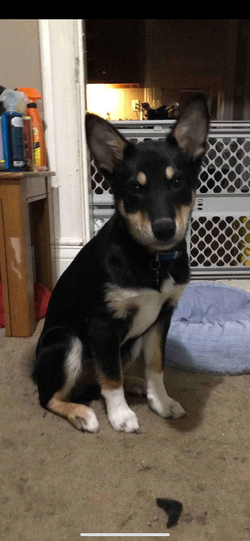 Yoshi is registered to the contest to win money with this photo: canidae, carnivore, companion_dog, dog, dog_breed, dog_supply, door, ear, fence, flooring, fur, herding_dog, non_sporting_group, paw, sporting_group, toy_dog, whiskers, working_animal, working_dog