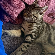 Demi is registered to the contest to win money with this photo: cat, tabby, sleeping, cozy, blanket, pink_blanket, soft_texture, fur, pet, domestic_animal, resting, close_up, striped, whiskers, indoor, comfort, relaxation, cute, animal, nap