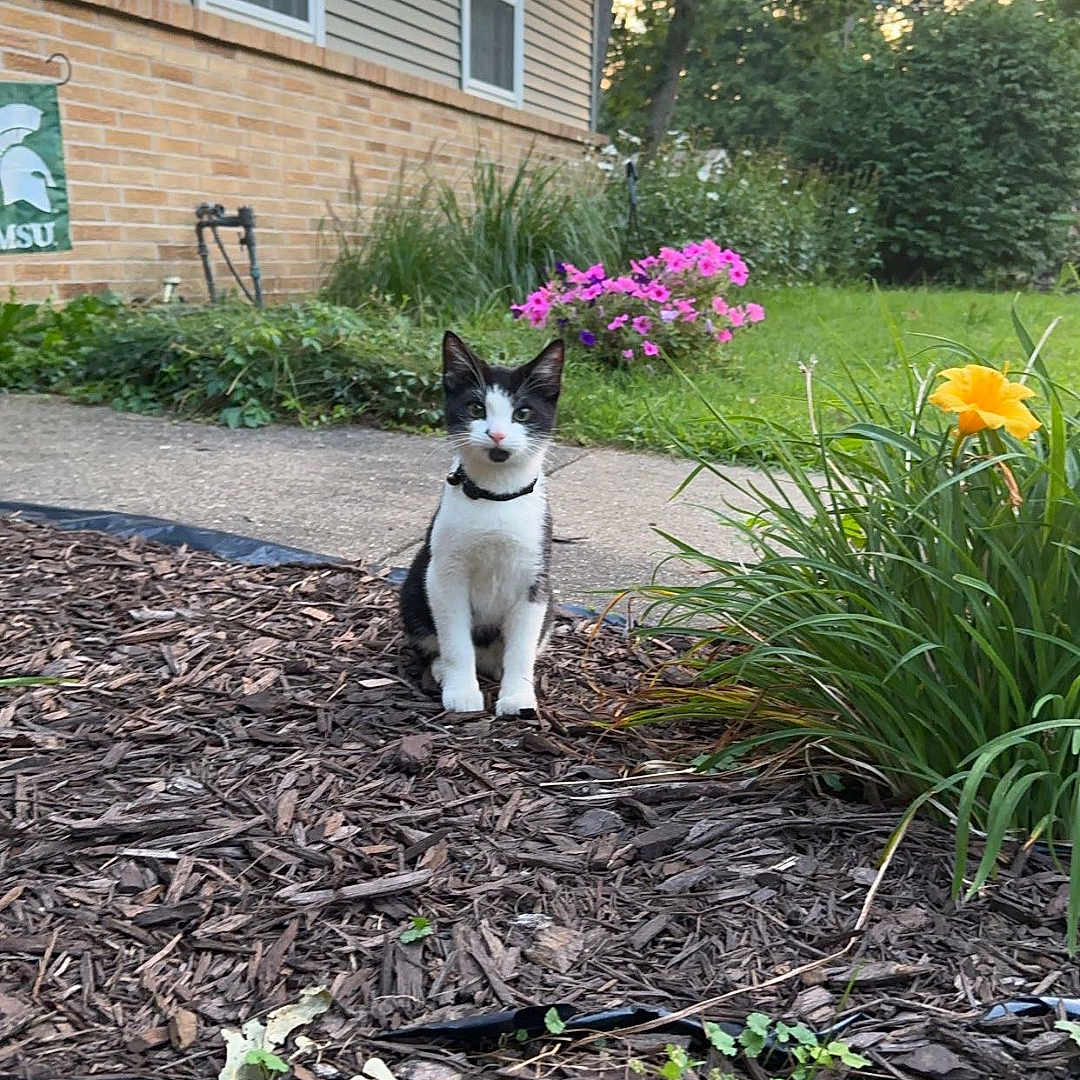 Milo