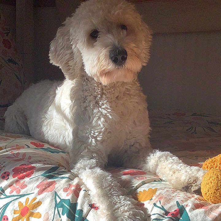 Luna joined the competition — help win amazing prizes! animal, bed, bedroom, blanket, canine, couch, cushion, dog, face, furniture, head, homedecor, indoors, person, pet, poodle, puppy, quilt, room, whitedog