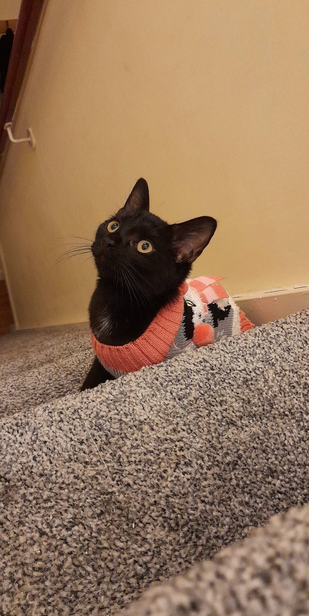 Edna joined the competition — help win amazing prizes! black_cat, bombay, carnivore, cat, cat_furniture, cat_supply, domestic_short_haired_cat, felidae, pebble, pet_supply, small_to_medium_sized_cats, snout, vertebrate, whiskers