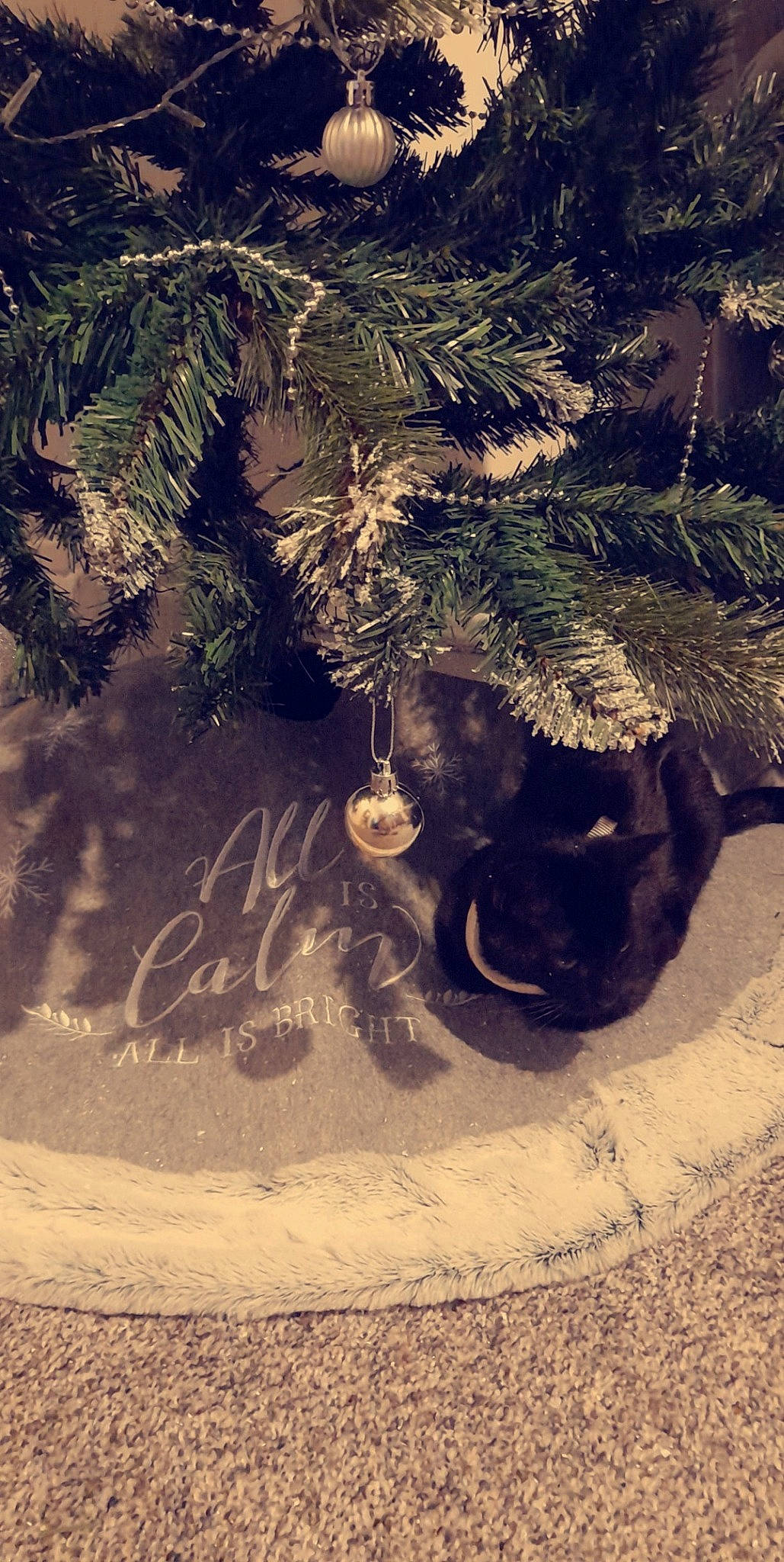 Edna joined the competition — help win amazing prizes! carnivore, cat, christmas, christmas_decoration, christmas_eve, christmas_ornament, christmas_tree, conifer, cypress_family, evergreen, felidae, fir, holiday, holiday_ornament, natural_material, pine, pine_family, silvertip_fir, small_to_medium_sized_cats, whiskers