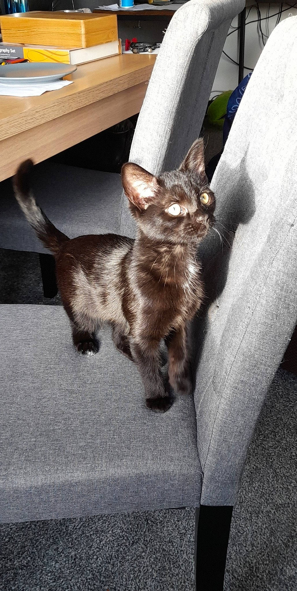 Edna is registered to the contest to win money with this photo: carnivore, cat, domestic_short_haired_cat, felidae, fur, kitten, liver, small_to_medium_sized_cats, snout, tail, vertebrate, whiskers