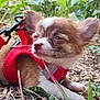 animal, brown_and_white, canine, closeup, cute, daylight, dog, fur, grass, leaves, nature, outdoor, pet, plants, puppy, red_harness, resting, sleepy, small_dog, young_dog